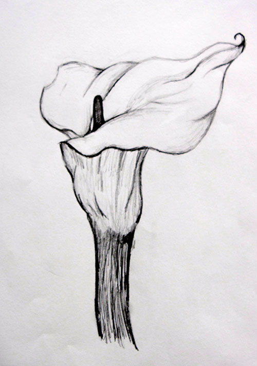 Drawing of a Flower